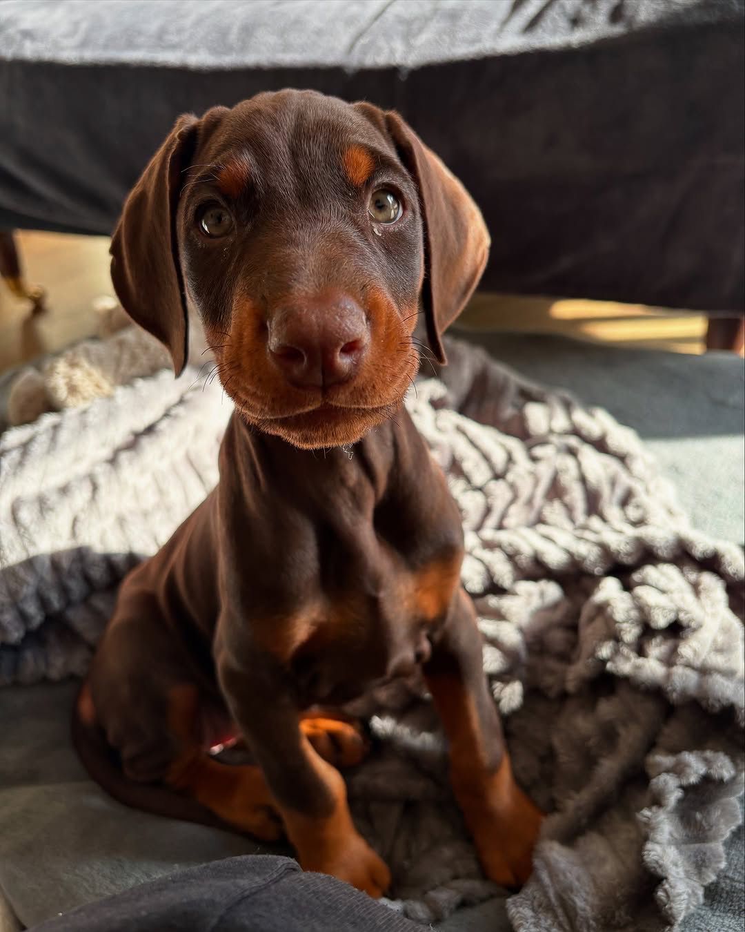 Doja